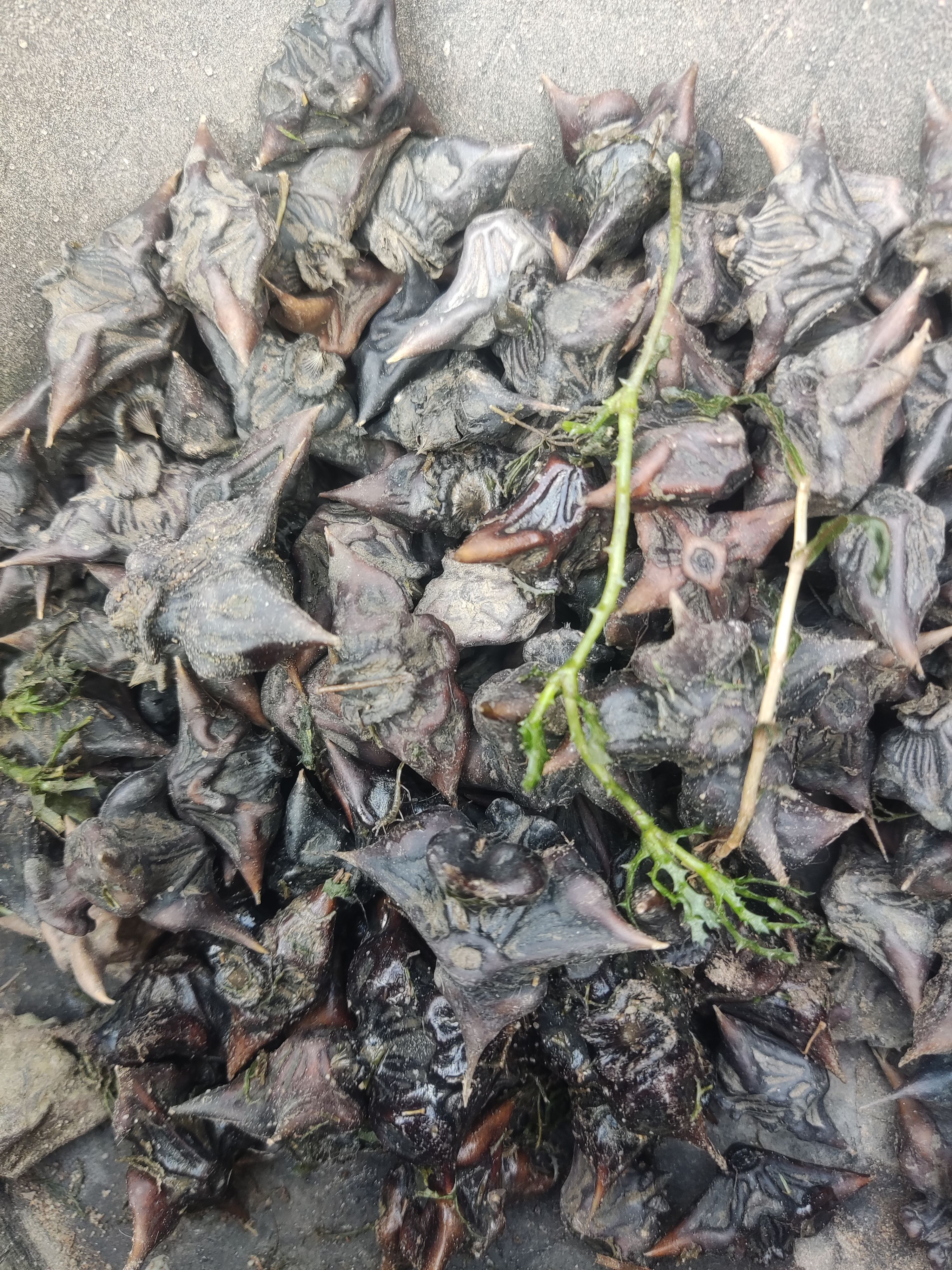 东北松花江纯野生大菱角