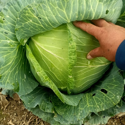 定襄县包菜