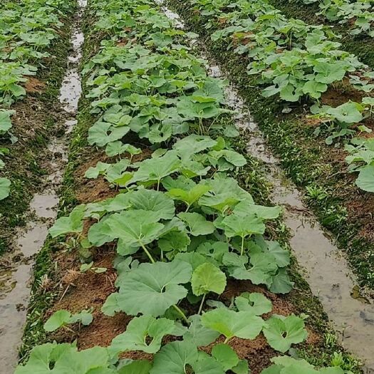 上饶蜂斗菜 山蕗菜批发 野南瓜根鲜货根茎 基地直发