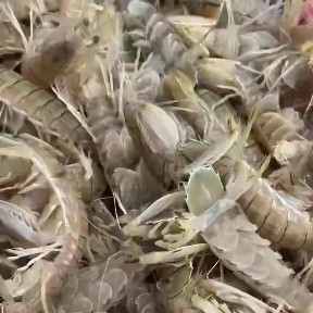 惠州皮皮虾
只接受预定不是每天有货