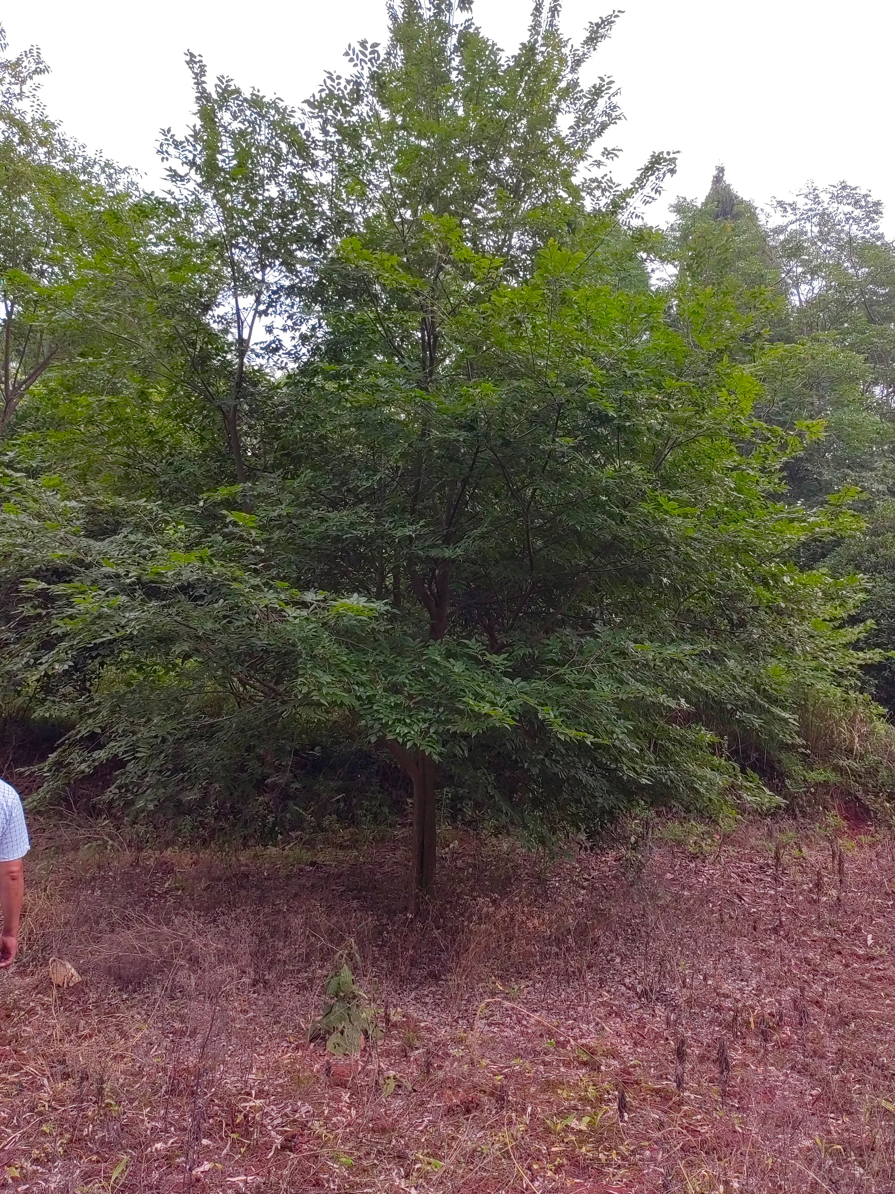 朴树12/15/18/20/23/25/28/30