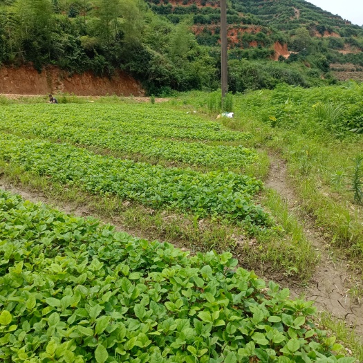 赣州虎杖苗