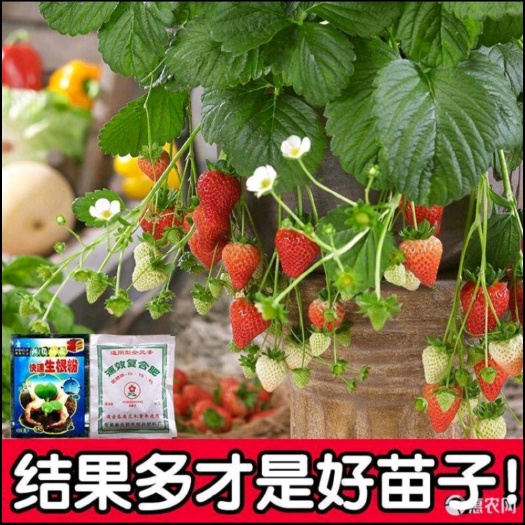 平邑县章姬草莓苗 甜宝 四季 草莓苗 品种齐全，根系发达