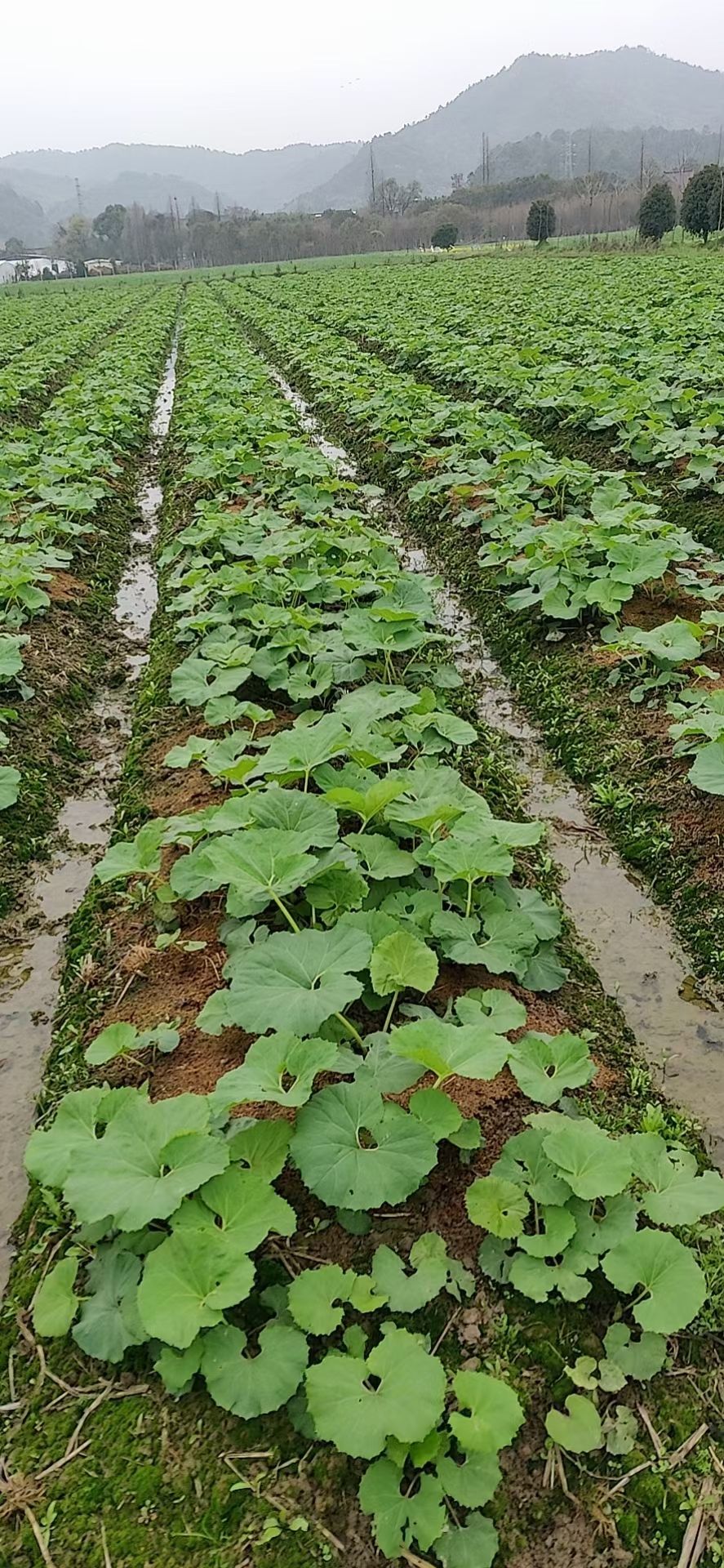 出口级山露菜根 山蕗根批发基地大量