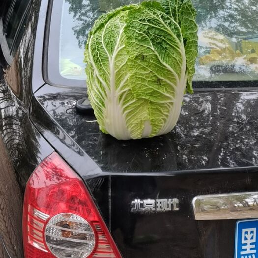大量出售东北黄心大白菜，市场菜，酸菜厂，泡菜厂价格便宜质量好