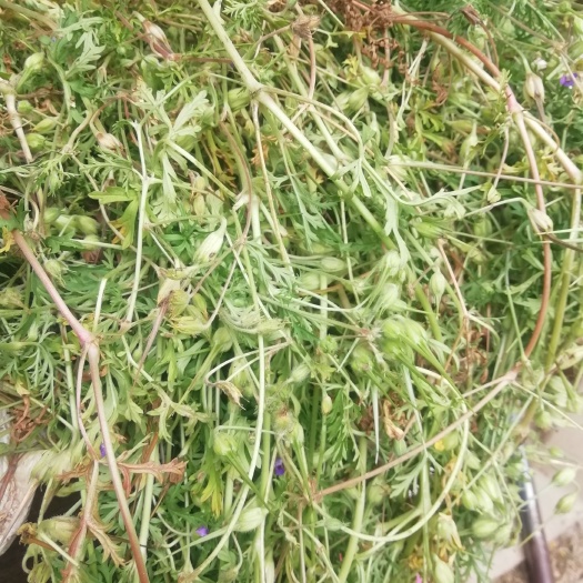 老鹳草，中药材干品