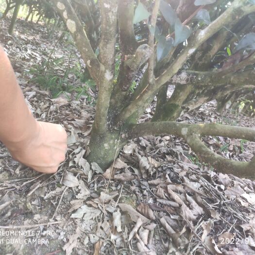 平乐县老茶树