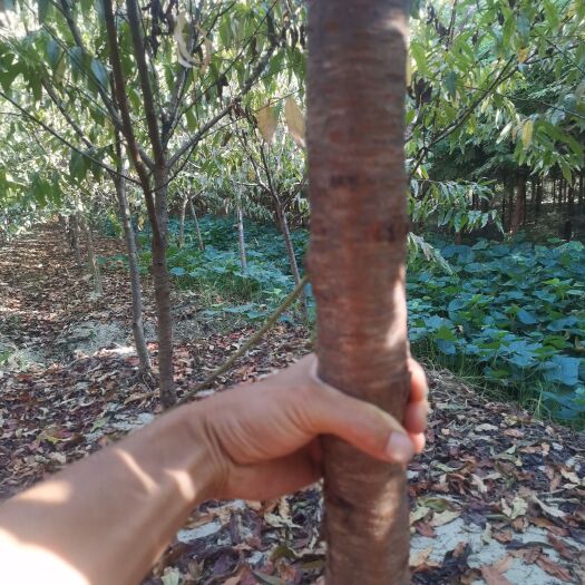 潜江市红叶碧桃，湖北潜江产地直销