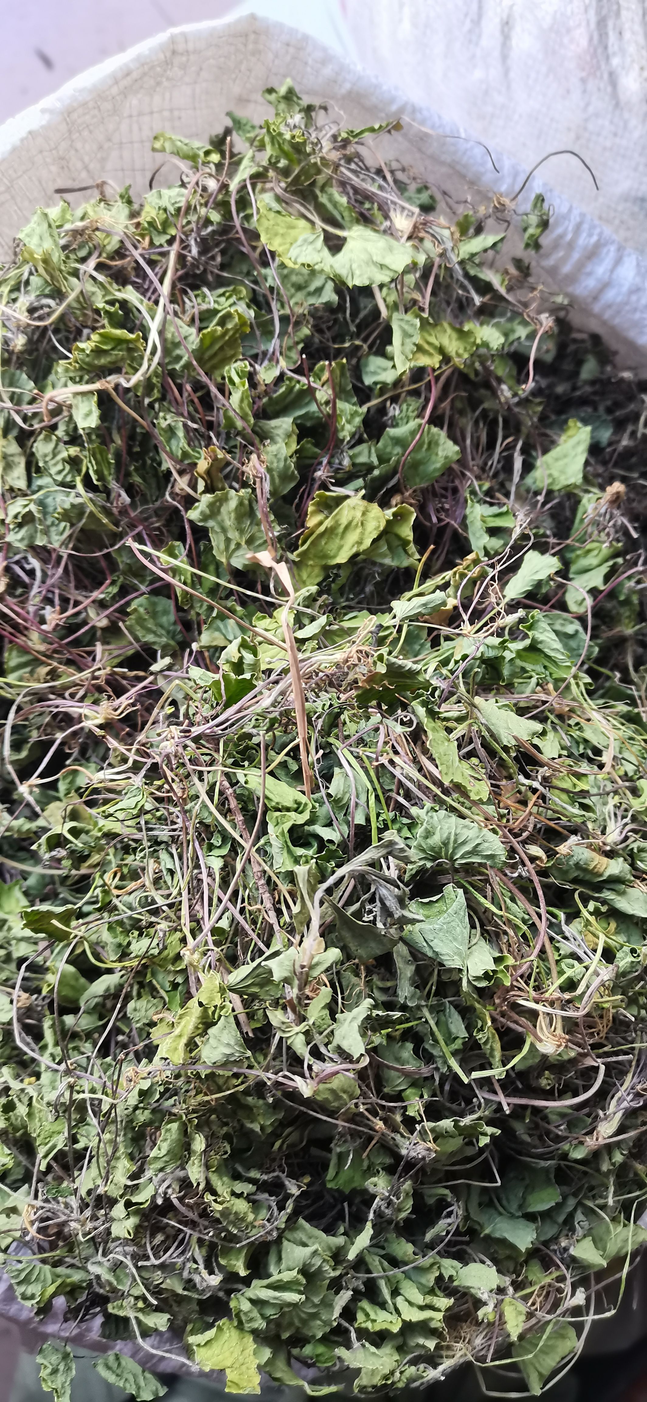 马蹄菜 新鲜雷公根 积雪草 崩大碗 马蹄草灯盏菜贵州产品无硫