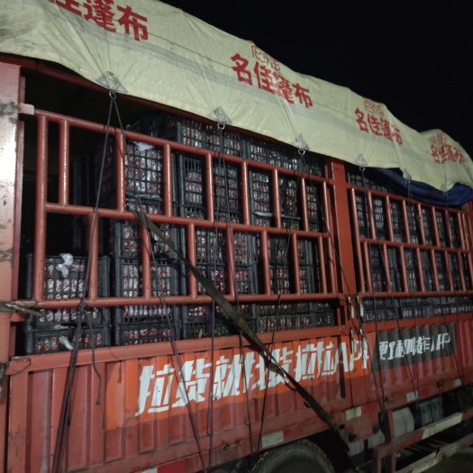 遵化市秋果产地，适合糖葫芦，超市批发，另有大金星，适合切片