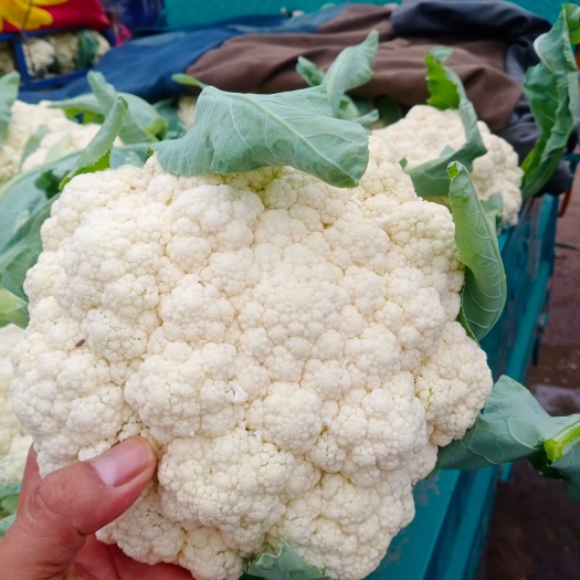 博爱县松花大量上市