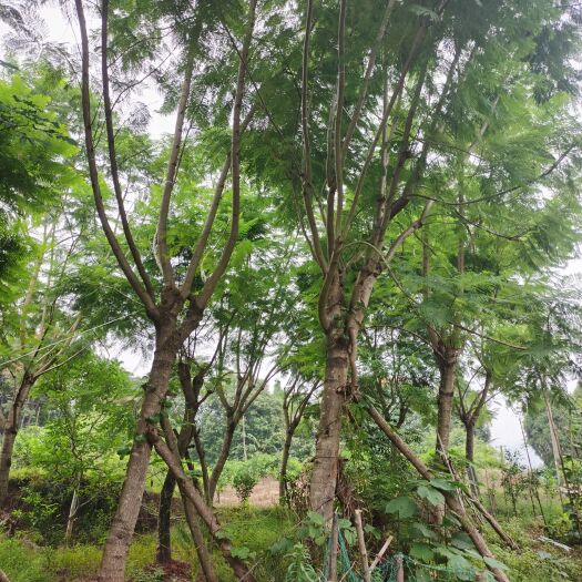 井研县18公分蓝花楹树，地价，靠路边