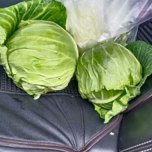 博爱县圆头包菜，洋白菜