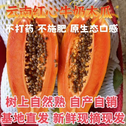 金平县云南红心牛奶木瓜树上自然熟新鲜现摘现发包邮全国