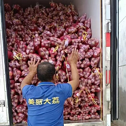 大荔县毛娃袋萝卜批发，需要的联系我！价格优惠！2.5元一袋，量大优