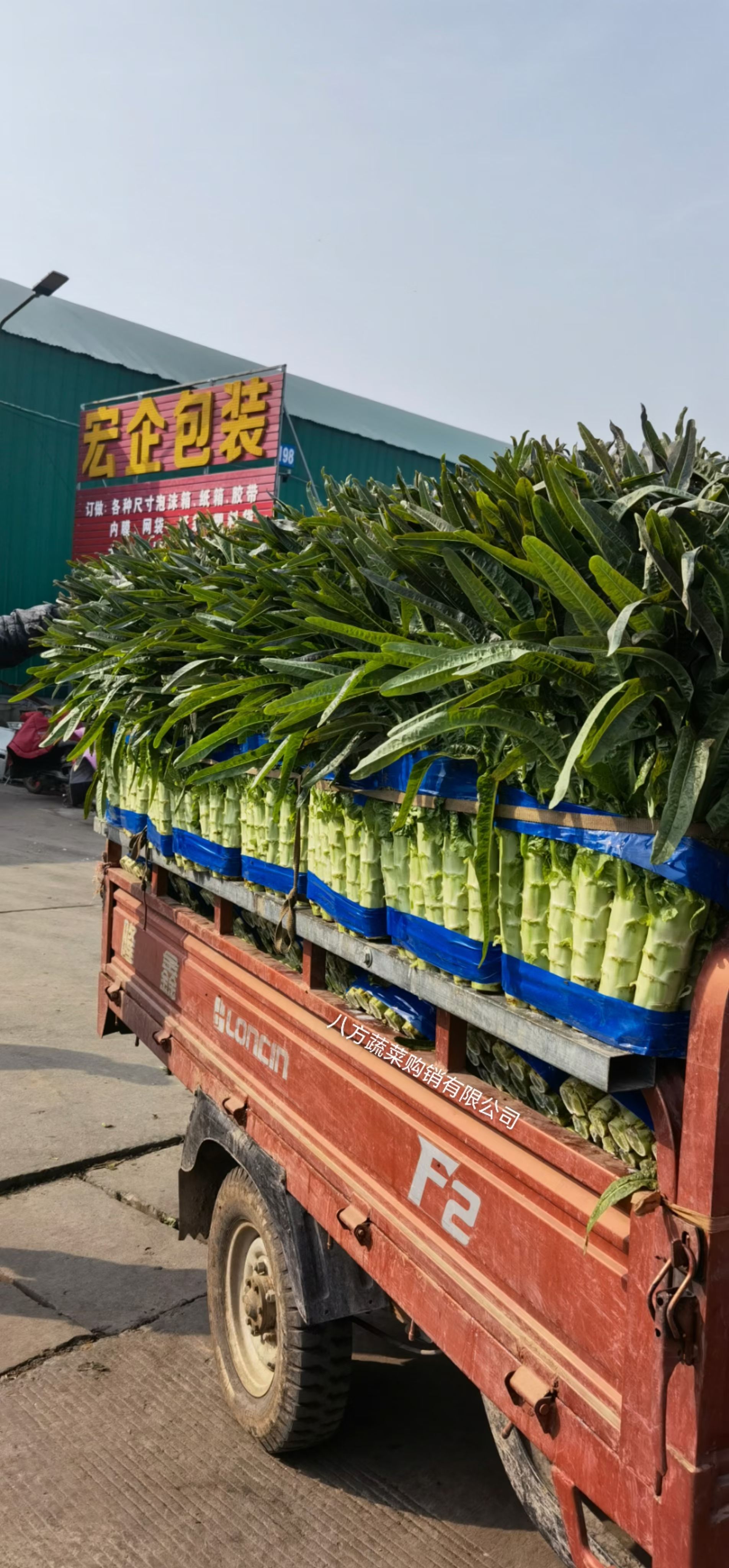 山东尖叶莴笋，大量上市，需要的老板联系