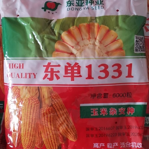 建昌县东单1331玉米种子