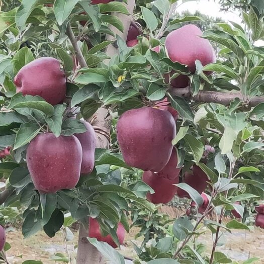 甘谷县花牛优果区