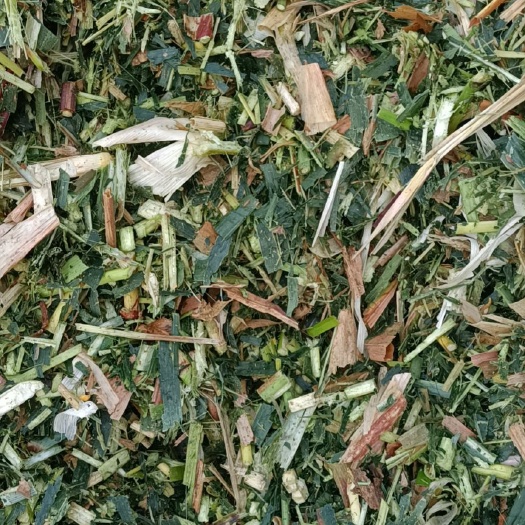 黄储，牛羊最爱，无土无水