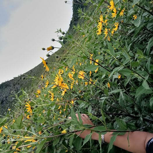 丘北县云南高原特产 鬼子姜，洋姜