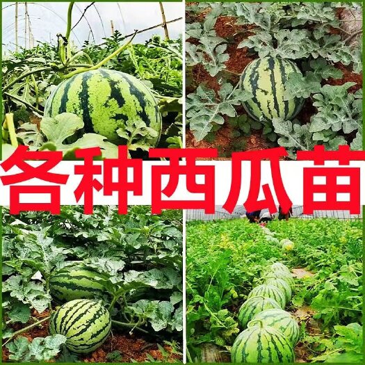 寿光市西瓜苗 各类西瓜苗根系发达易成活 基地直供西瓜种苗 果大抗病