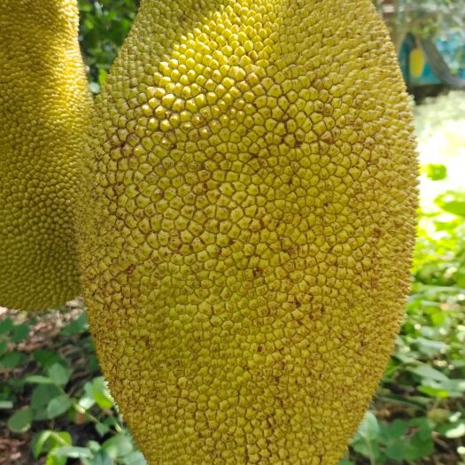 龙州县红肉菠萝蜜