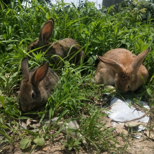 监利市湖北兔子养殖肉兔种兔养殖技术