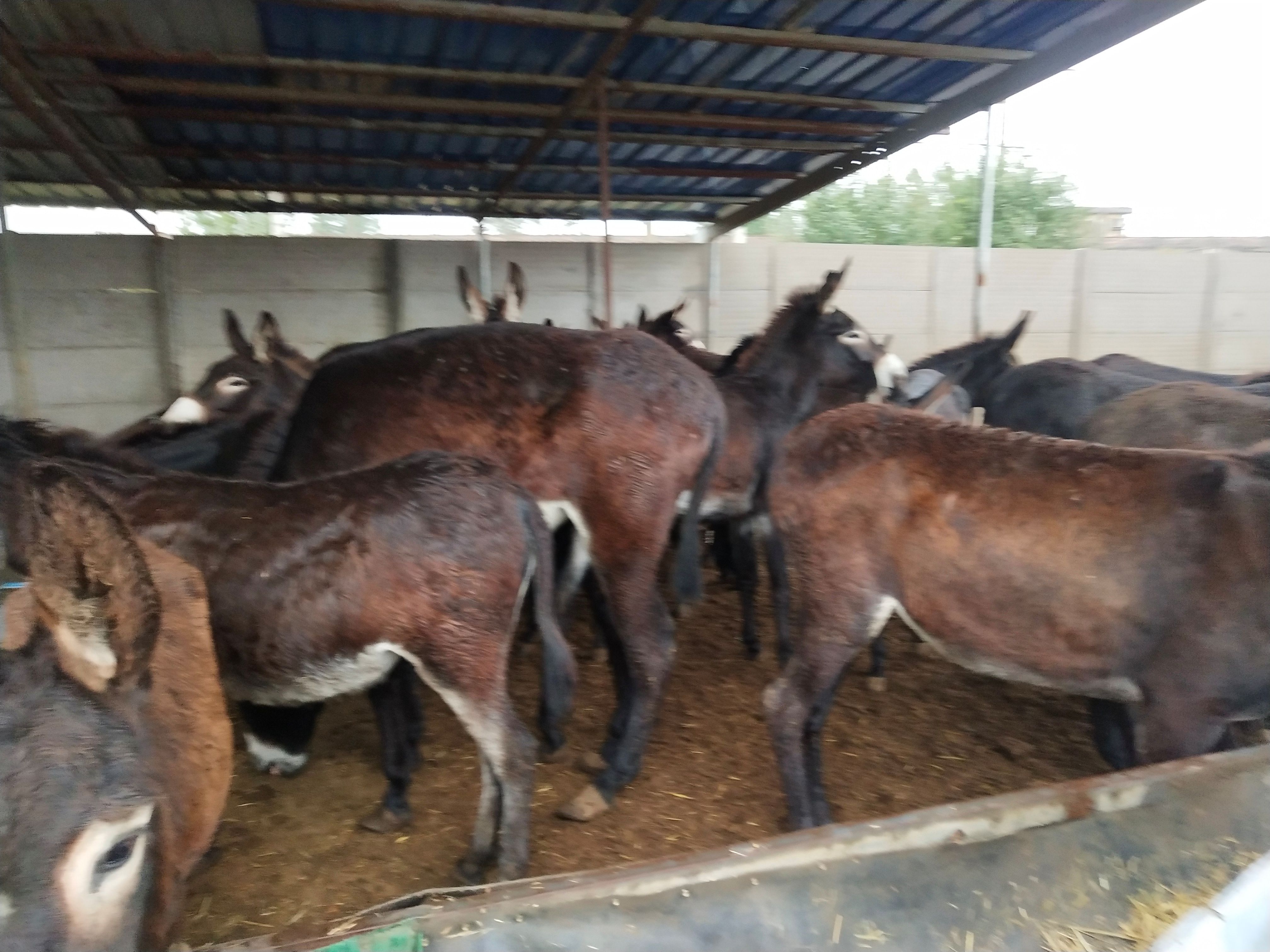 优质肉驴，活驴，驴肉，公驴。