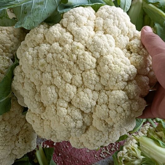 博爱县【产地直供】精品A级菜花 花菜 散花 全国可发 价格便宜