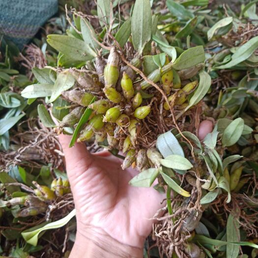 思茅云南普洱喉红石斛