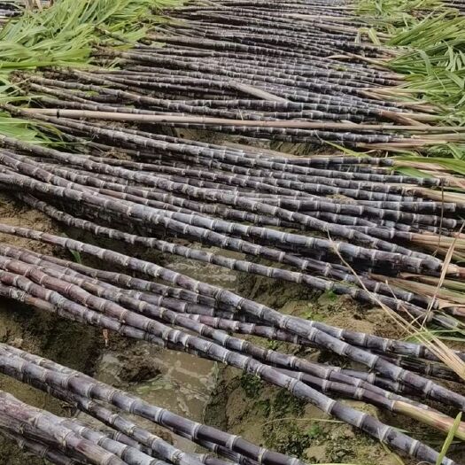 博白县广西黑皮甘蔗产地直销
