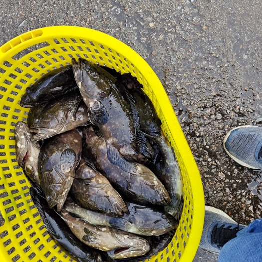 湛江珍珠石斑鱼
