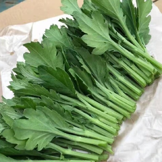 新沂市菊花苗批发 鲜切花菊花苗 精诚苗 光玉苗