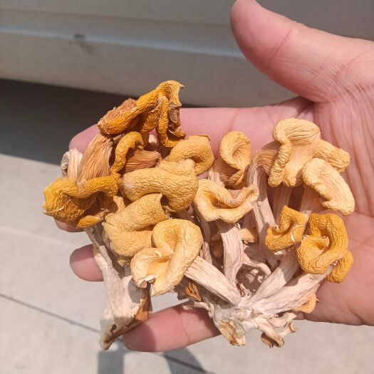 平舆县晒货鸡油菌批发，价低