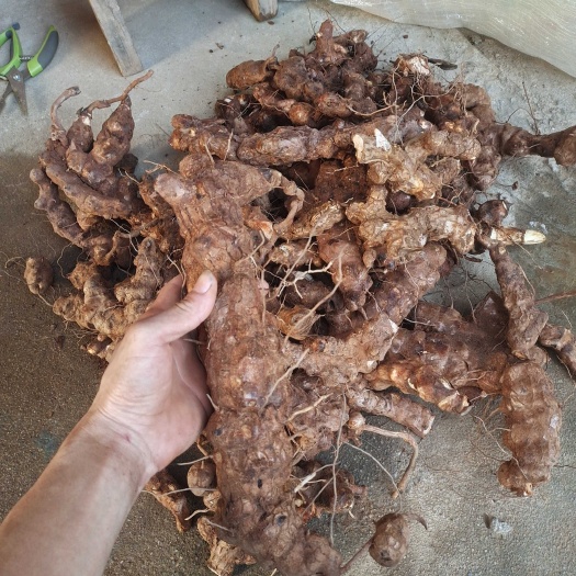怀集县土茯苓