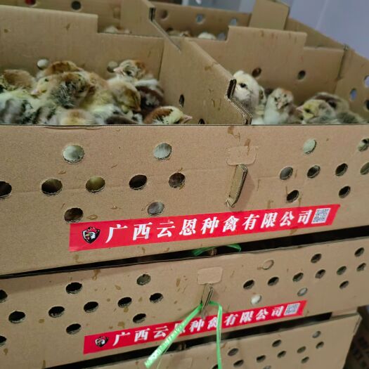 昆明白芦花（大种）