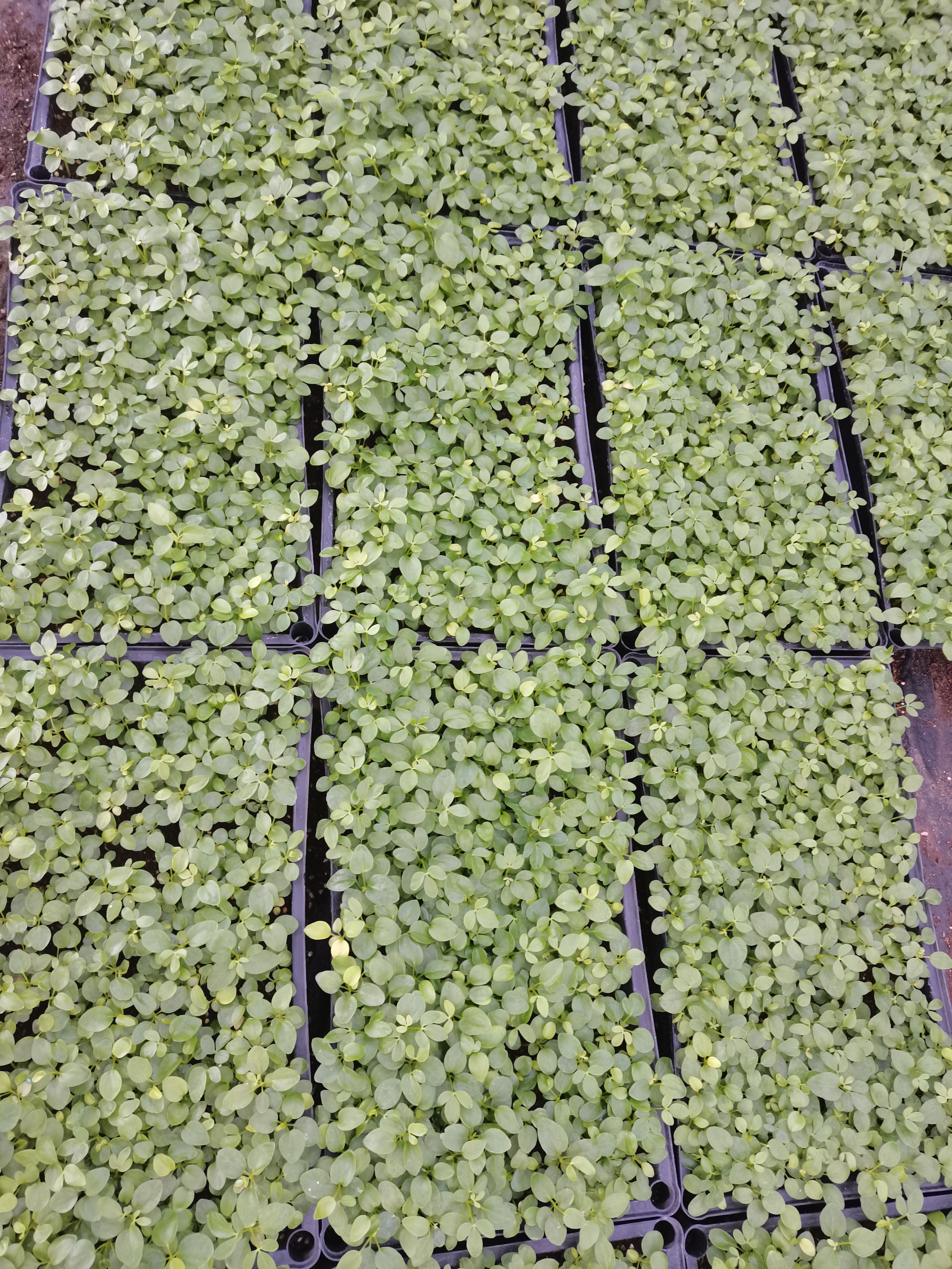 普通鴨腳木 鵝掌柴 七葉蓮 八方來財(cái) 一手貨源發(fā)貨