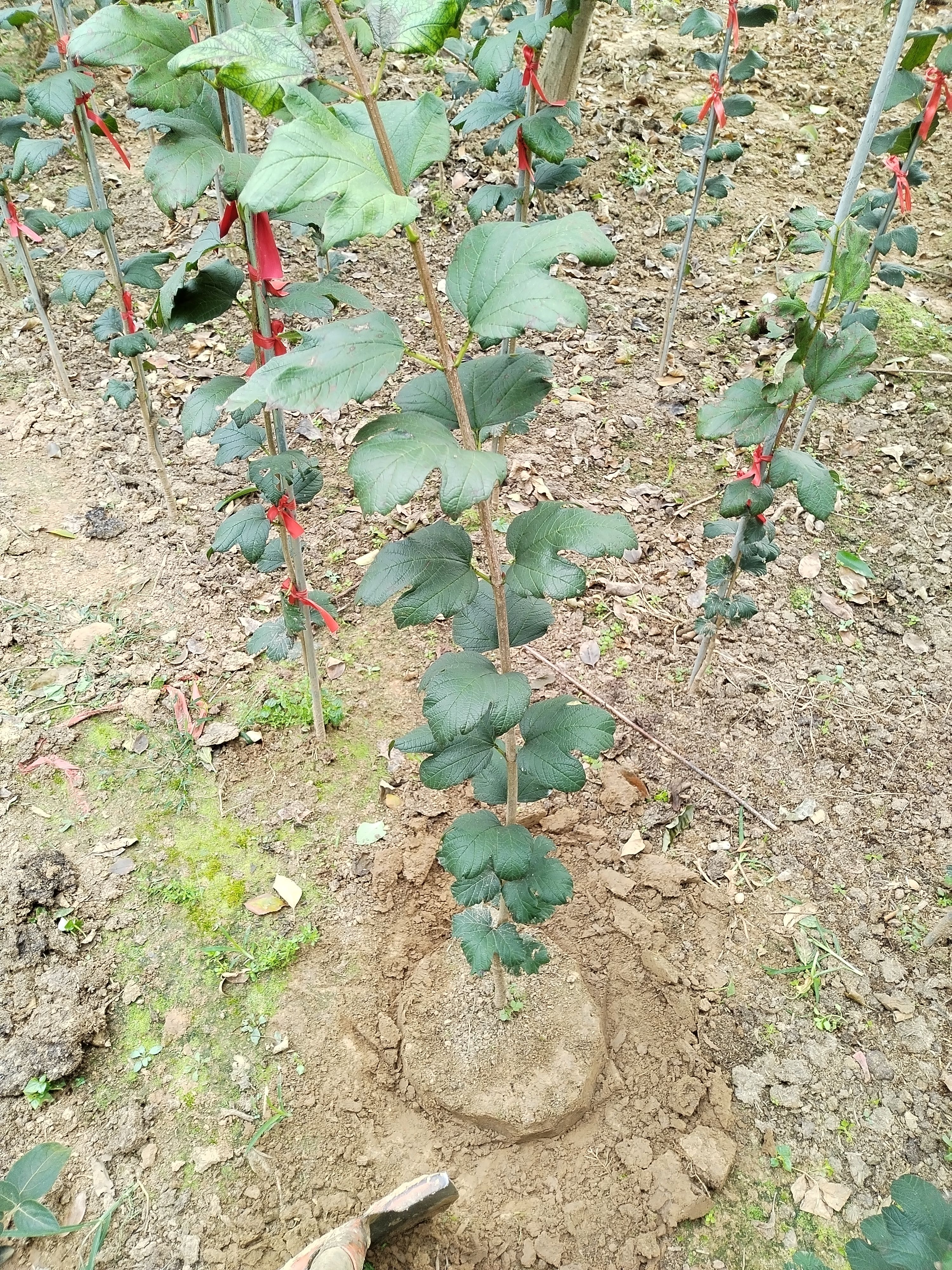 欧洲木绣球玫瑰60-120cm高单杆棒棒糖