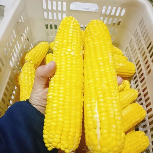 哈尔滨哈尔滨市阿城区绥美人糯玉米