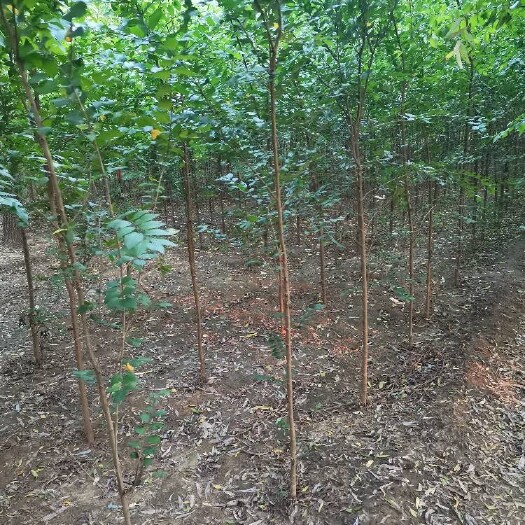 榆树苗