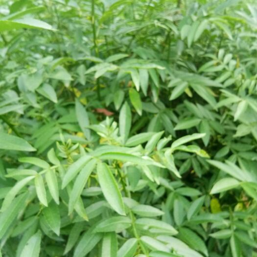 简阳市九叶青花椒苗