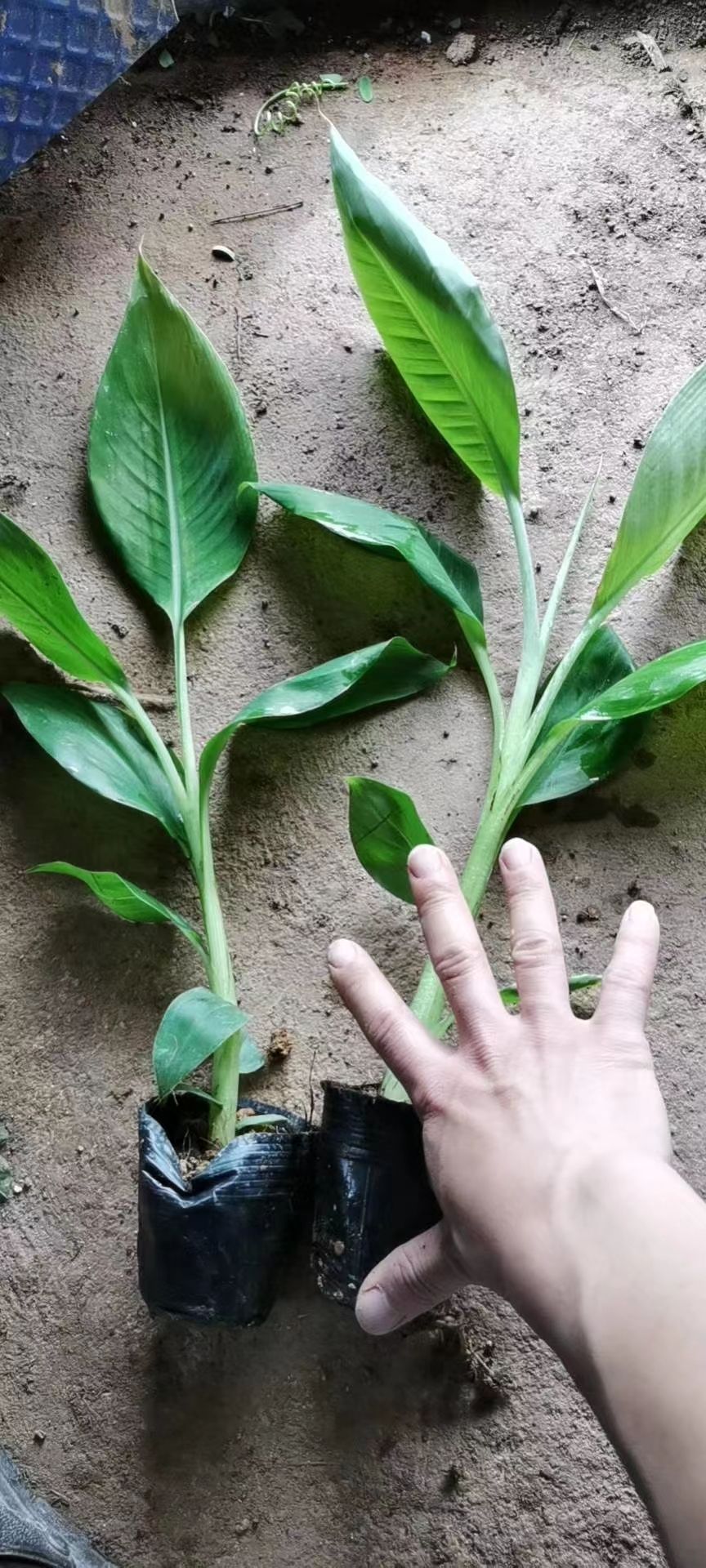  小米焦苗 包邮，粉蕉苗，皇帝蕉苗，中蕉九号香蕉苗，带营养杯