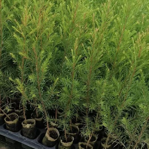 平南县澳洲茶树互叶白千层 4-松油醇型 组培苗 高度15-30公分