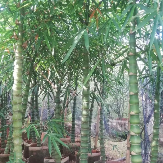 罗汉竹