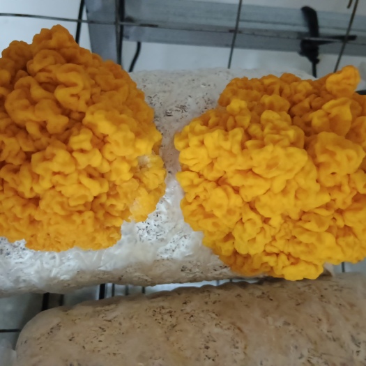 重庆市金耳菌