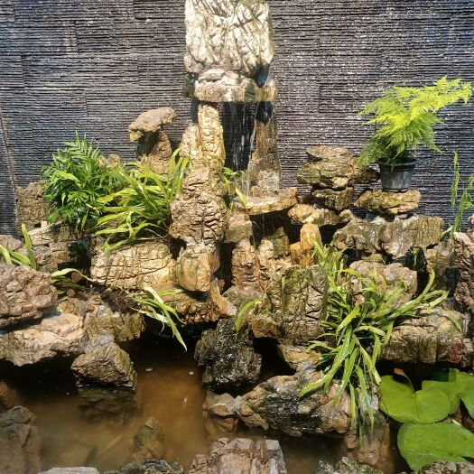纳雍县精品盆景