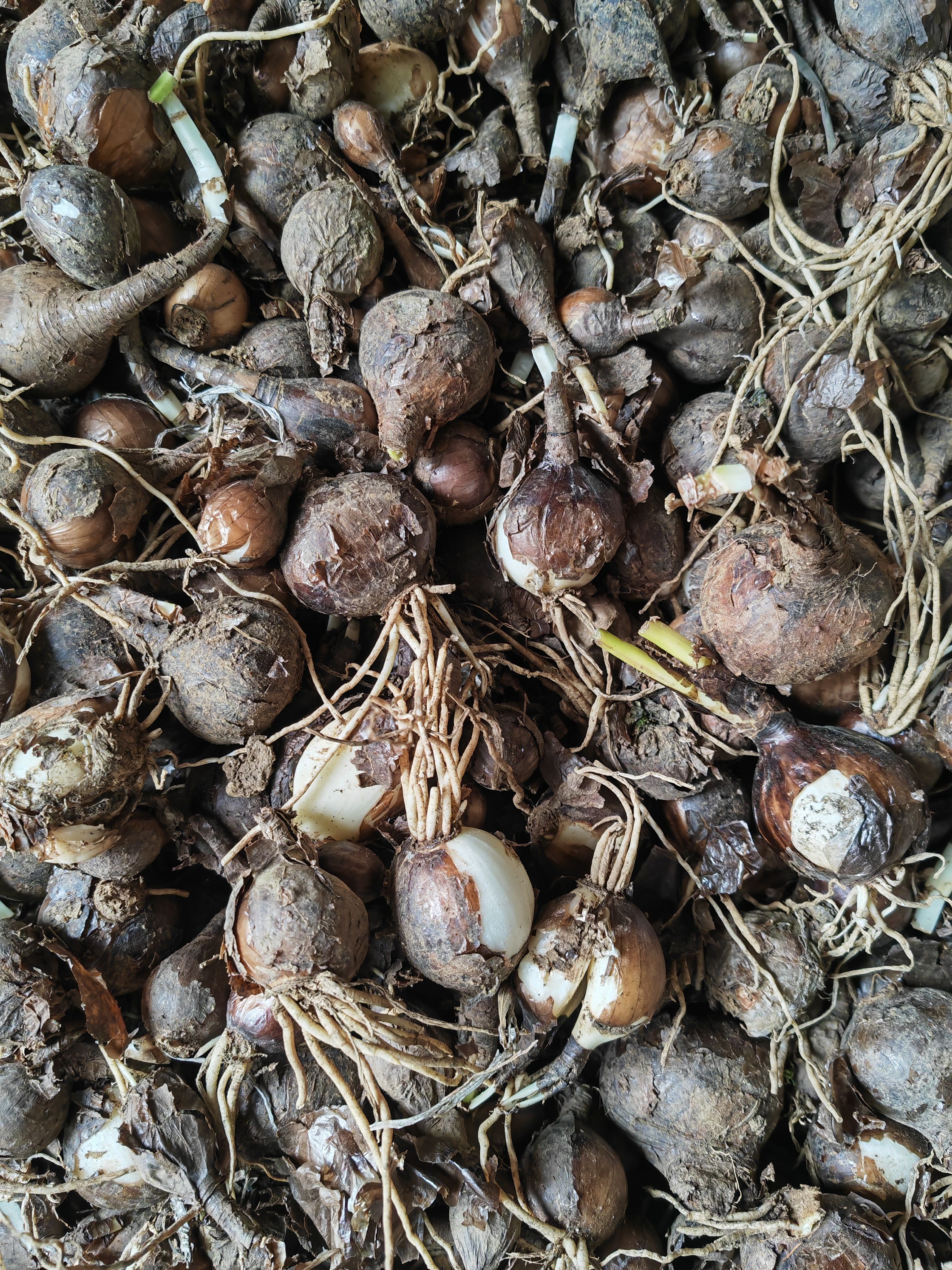 瓮安县 石蒜种子红花 石蒜 庭院绿化工程用苗 大量现货