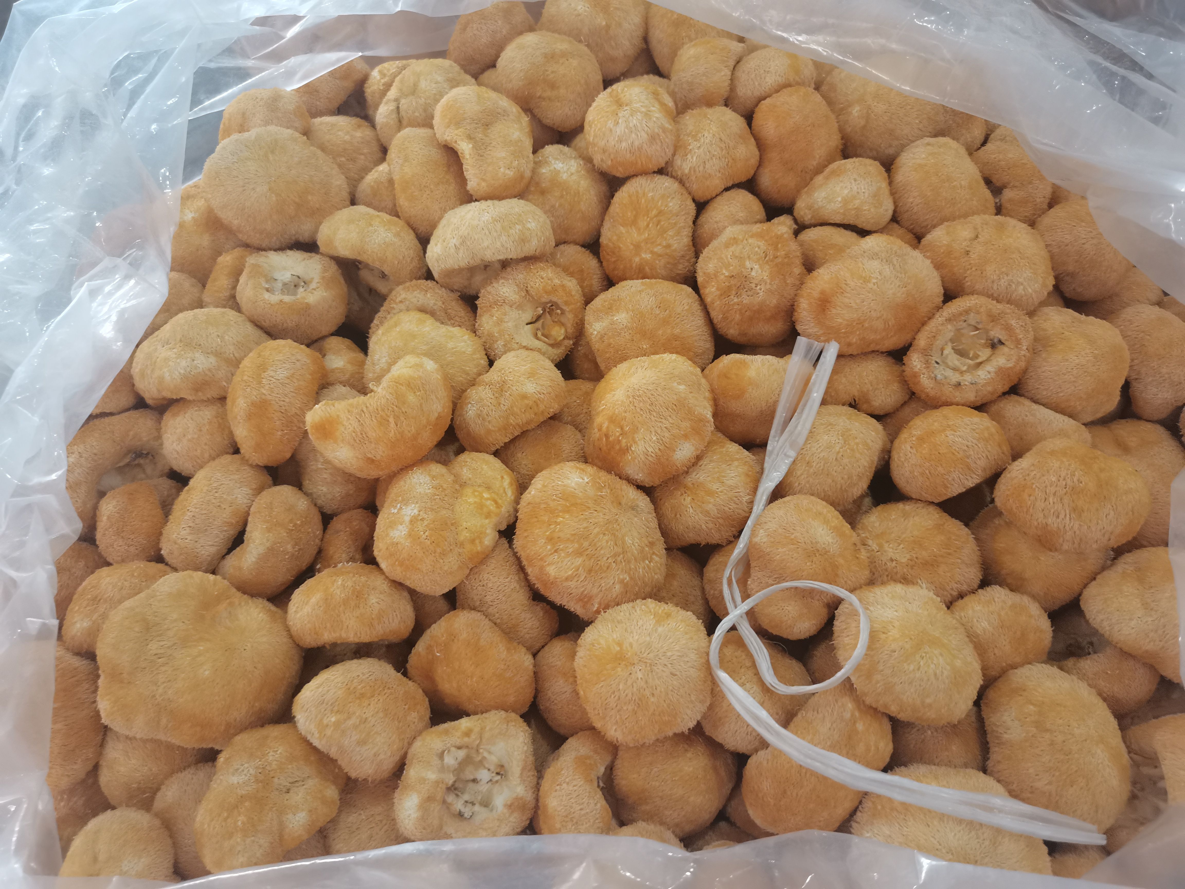 猴頭菇精品