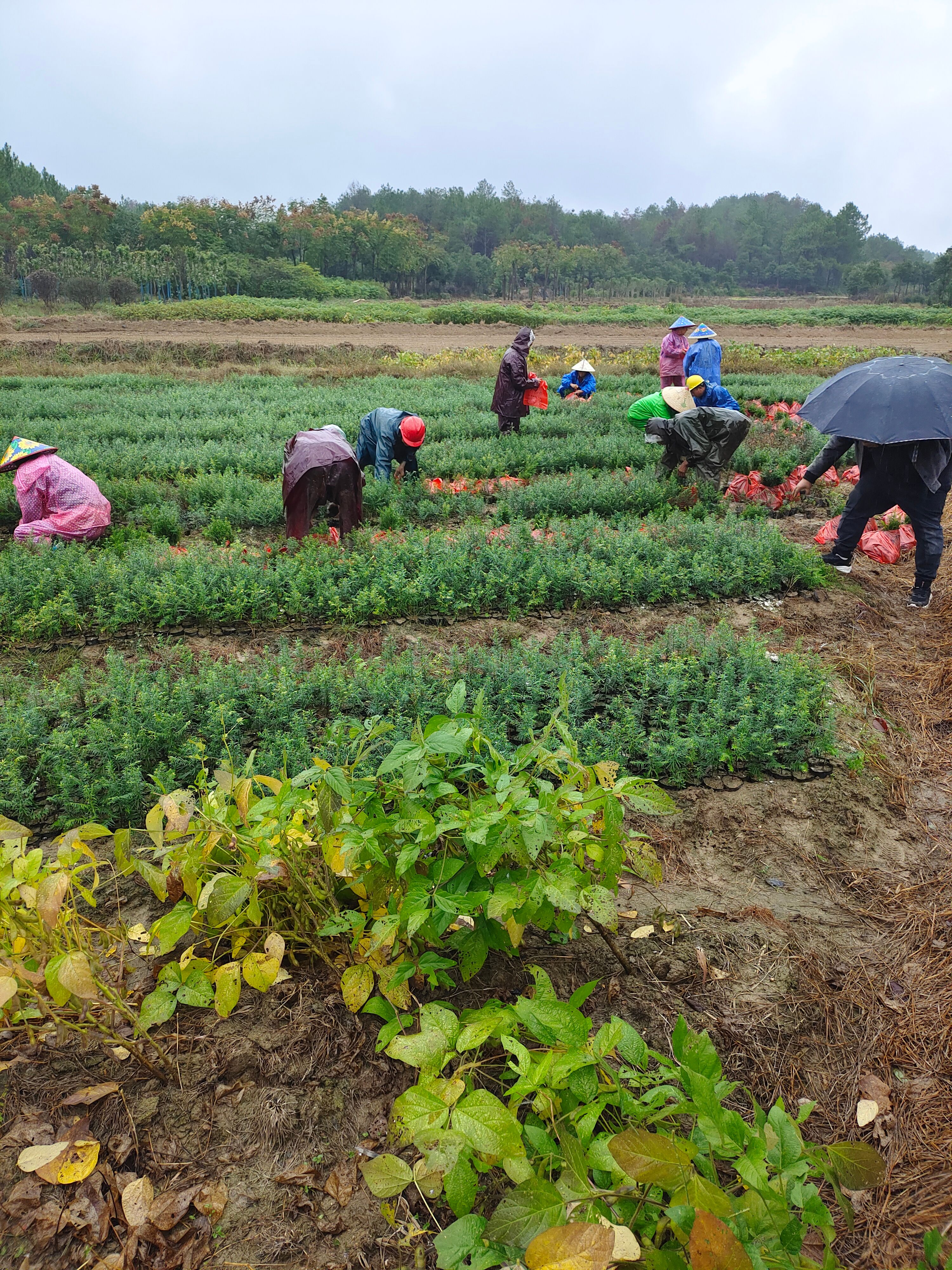油茶树苗 嫁接油茶苗