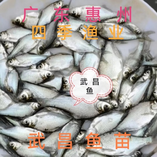 武昌鱼苗  武昌鱼、三角边鱼苗 品种优良技术支持！全国发货！